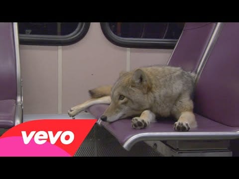Sunday Video: Coyotes