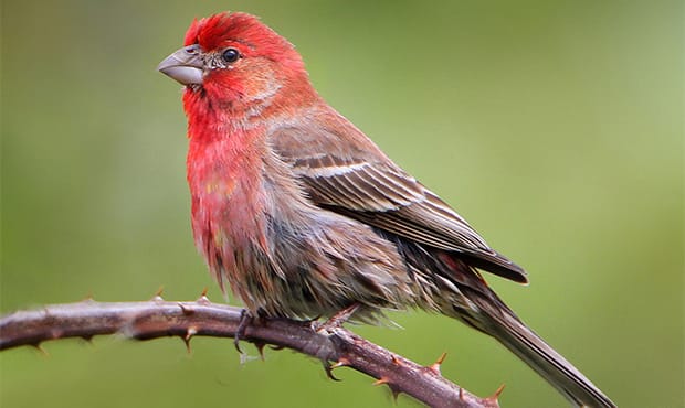 Common Birds Bring Economic Vitality To Cities, New Study Finds