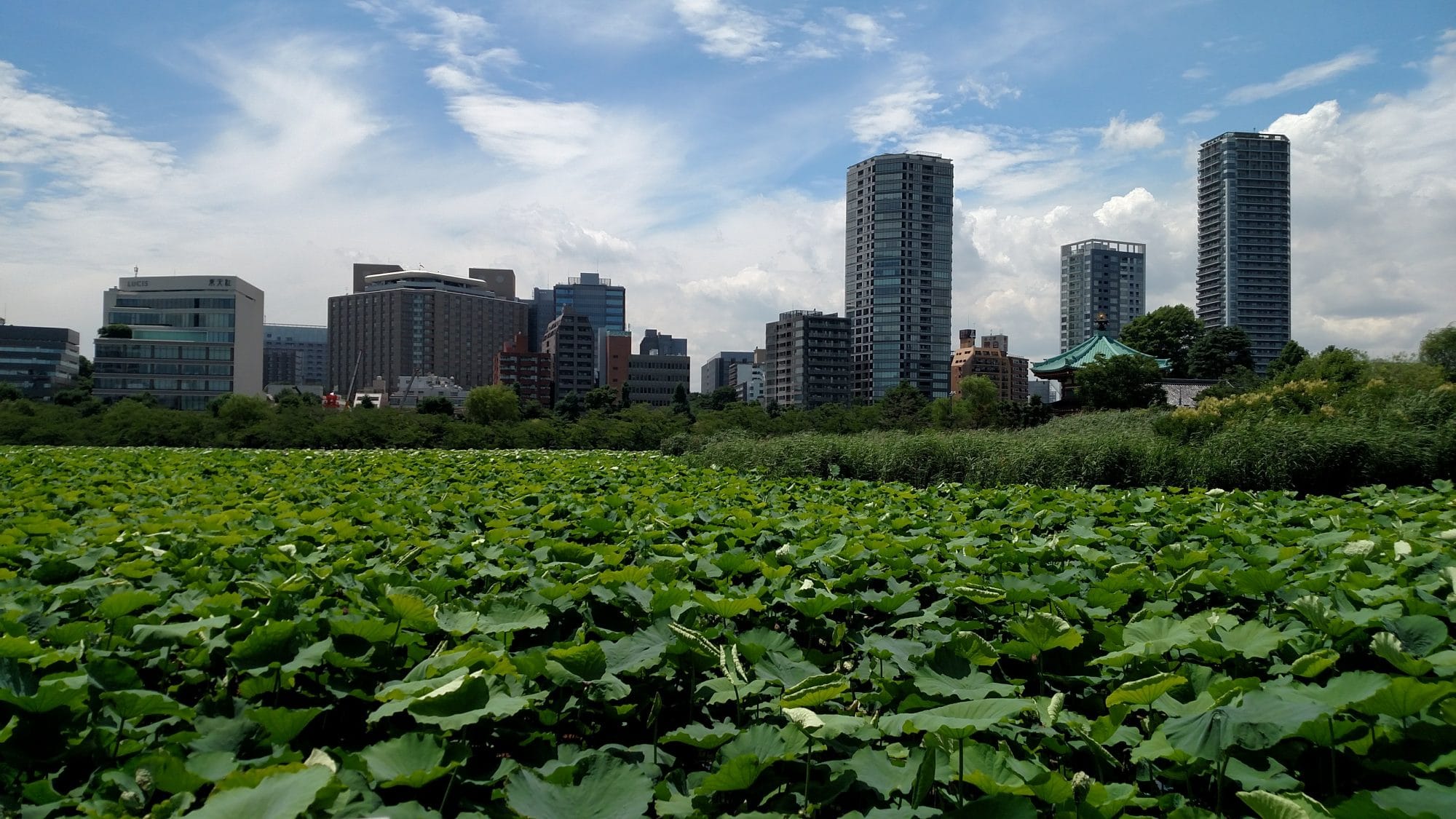                      Exploring Tokyo Urbanism
                     