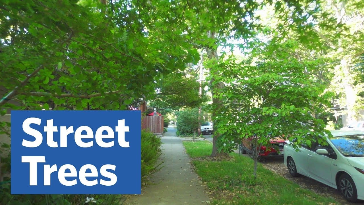 Sunday Video: An Ode to Street Trees