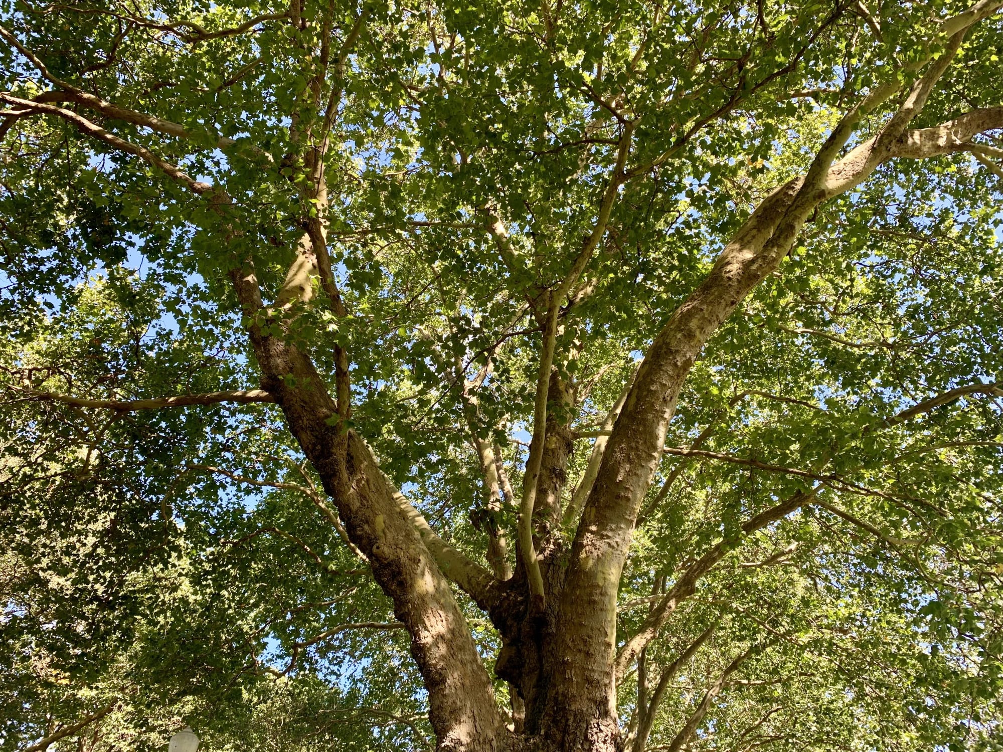 Working Toward a Greener Seattle