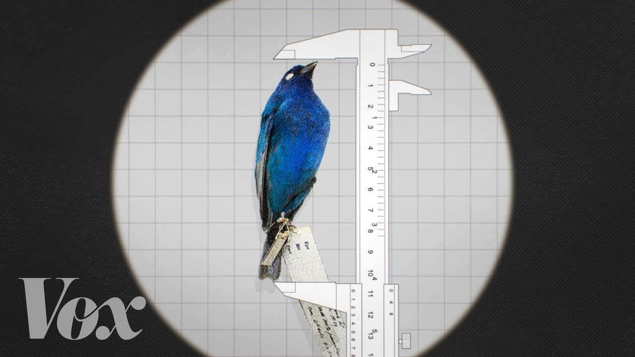 Midweek Video: Why Some Animals Are Shrinking