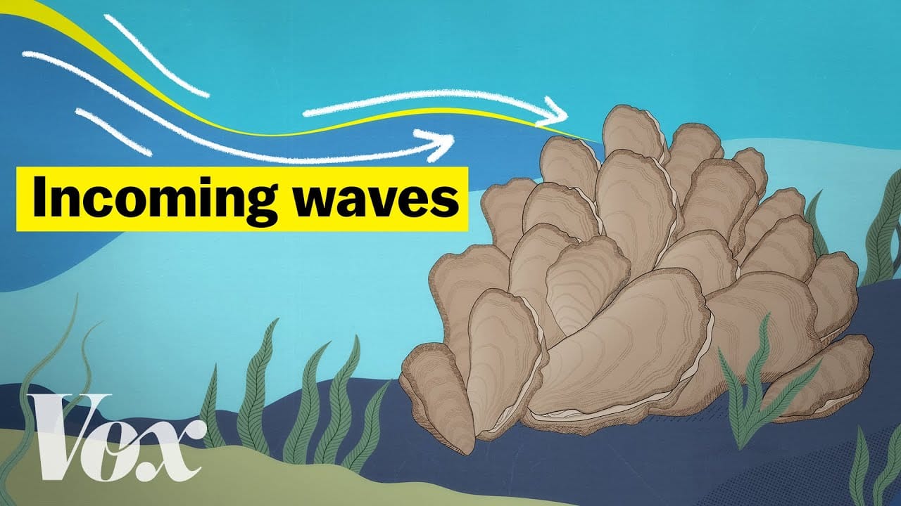 Sunday Video: How Oysters Could Stop A Flood