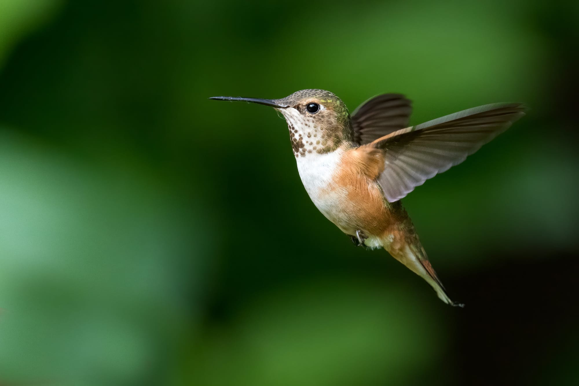 The Urbanist Podcast: Let’s Go Bird Watching in Seattle