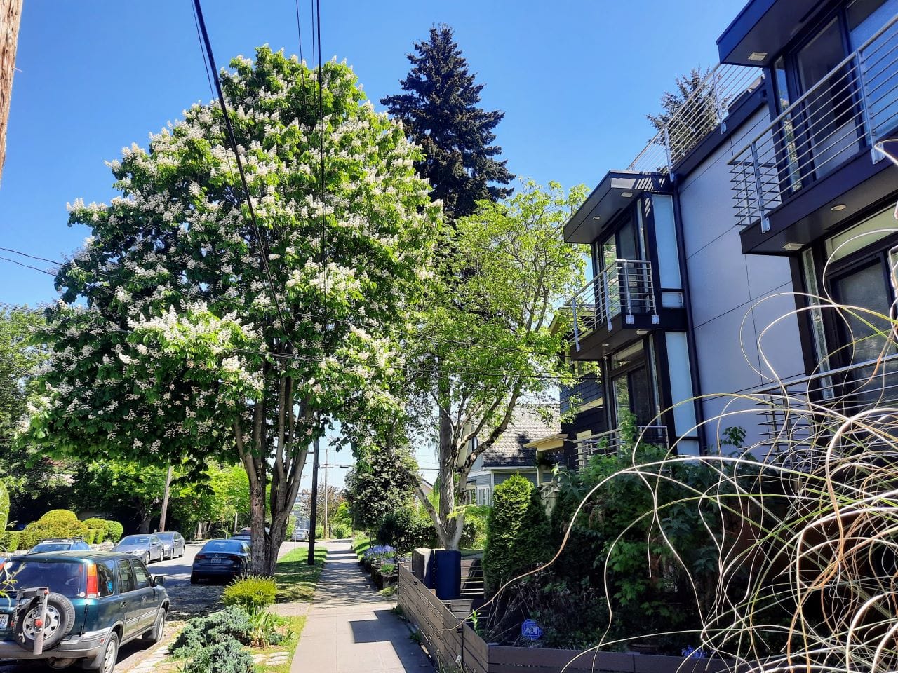 Seattle Council Expands Tree Protections, Pedersen Dissents