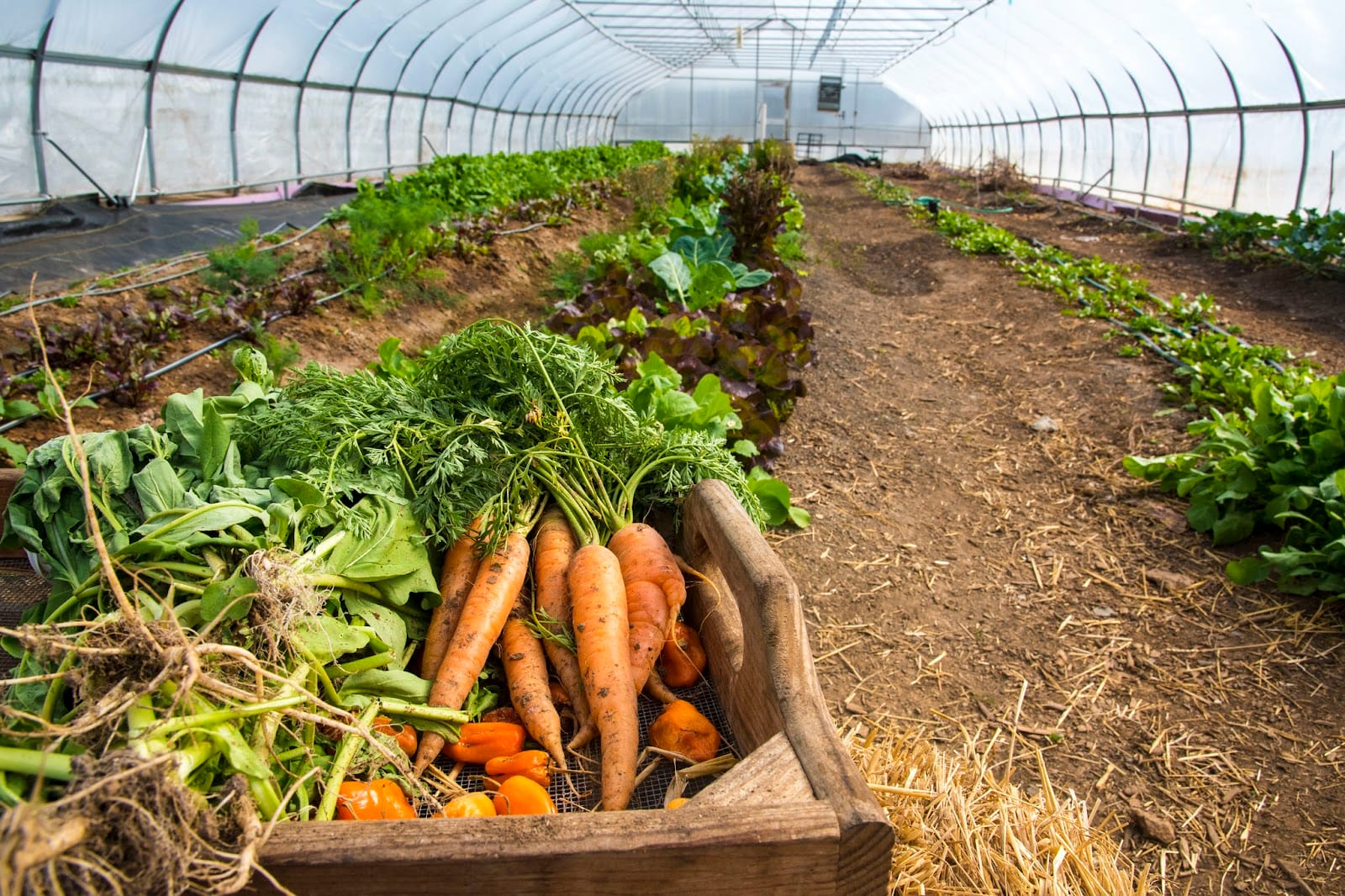 Urbanism 101: How Urban Agriculture Can Boost Food Security
