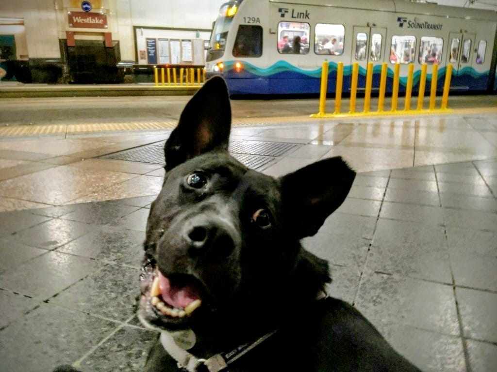 Sound Transit Trains and Buses Could Soon Be Going To The Dogs