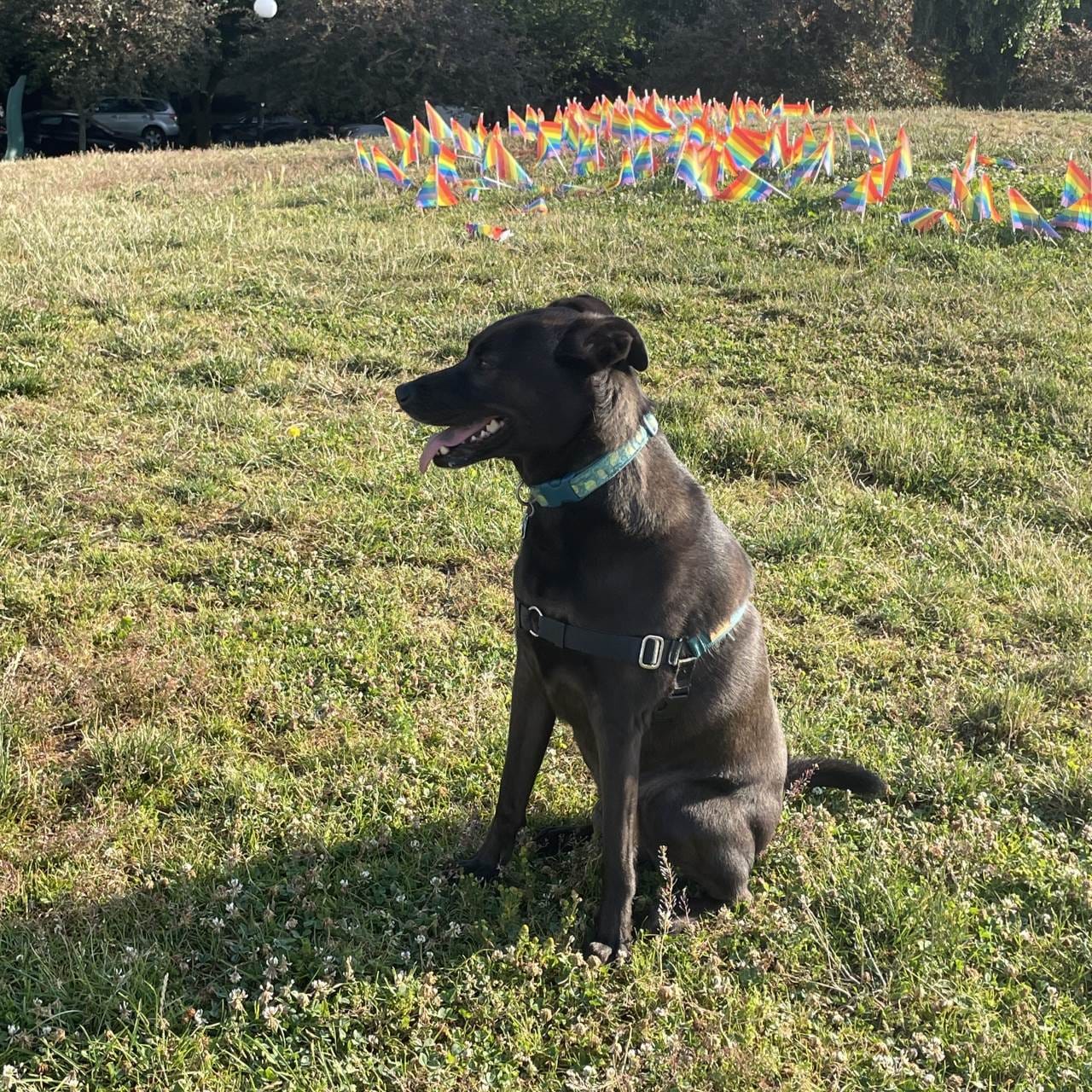 Op-Ed: Make Seattle a Dog City for Everyone